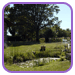 Le jardin